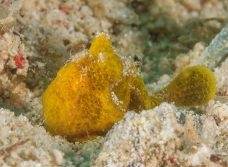 Really, really small frogfish hiding near grains of sand