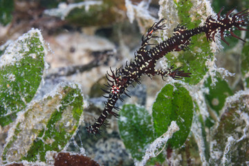 Ornate Ghostpipe fish hiding amongst sea grass