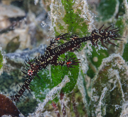 Ornate ghost pipefish hiding - Siamil