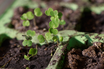 Young arugula sprouts in pots for seedlings. Sprouting seeds of plants.
