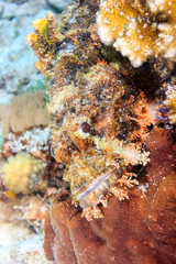 Well hidden Scorpion Fish on a tropical coral reef