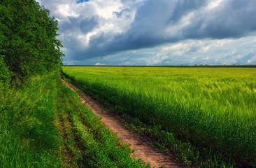 road in the field on a background of clouds . summer landscape.