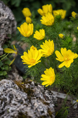 Adonis vernalis