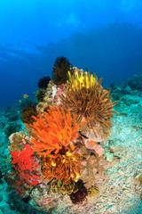 Colorful Crinoids and coral on a tropical reef