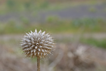 Dried flower cluster of onion flower