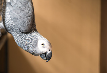 Fototapeta premium African grey parrot