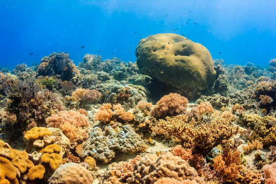 Sunlight on healthy, colourful corals on a tropical reef
