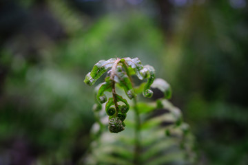 Rainforest fern closeup