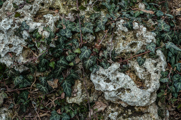 background stones and leaves