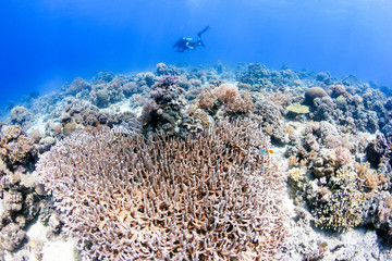 Fototapeta na wymiar SCUBA diver swimming over a clear, shallow coral reef