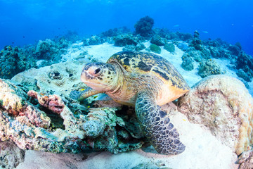 Green Turtle on a dark coral reef