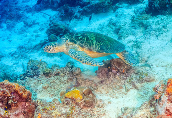 Obraz na płótnie Canvas Green Turtle on a coral reef