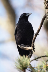 Carrion Crow, Crow, Corvus Corone