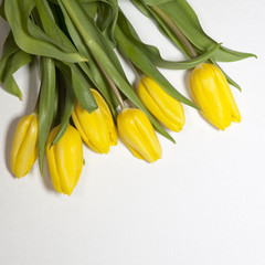 Yellow tulips on a white background