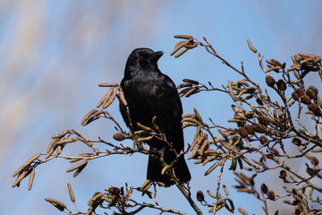 Carrion Crow, Crow, Corvus Corone