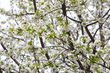 white blooming branch of apple tree in spring