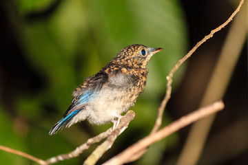 Fototapeta premium Bird sleeping in the rainforest