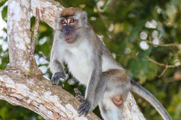 Male Macaque climbing a tree in the rainforest