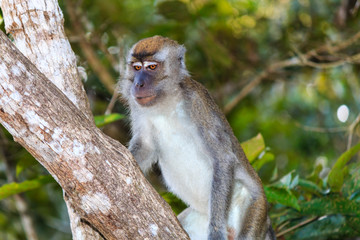 Macaque Monkey climbing up a jungle tree