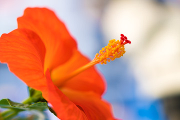 gig red flower
