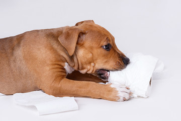 Staffordshire terrier puppy and roll of toilet paper © blackday