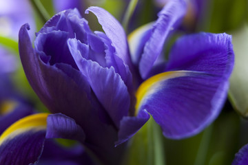 Studio Shot of Blue Colored Iris Flowers.