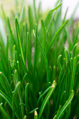 Fototapeta na wymiar Green grass soft focus macro photo. Shallow DOF.