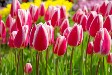 Pink tulips in the garden.