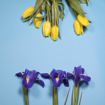 violet Irises xiphium (Bulbous iris, Iris sibirica) with yellow tulip on blue background with space for text.