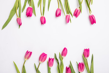 pink tulips isolated on white for two sides. Flat lay, top view.