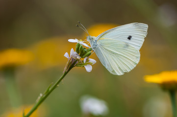 White butterfly on a flower