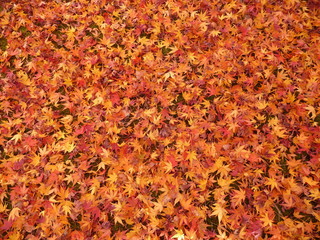 もみじの絨毯(京都府)