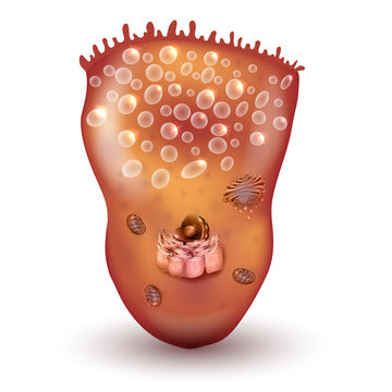 Foveolar cell or surface mucous cell of the stomach lining, secretes mucus which cover the stomach wall, protecting it from the gastric acid.