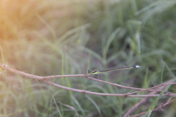 dragonfly with selective and soft focus.