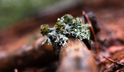 Wet Greens 