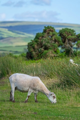 Obraz premium Sheep grazing after shearing. Exmoor. North Devon. UK
