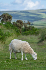 Sheep nipping the grass in the pasture in Exmoor. North Devon. UK