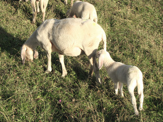 Obraz na płótnie Canvas flock with many sheep with white fleece grazing on mountain mead