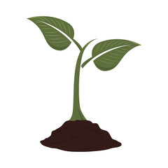 leafs plant ecology icon vector illustration design