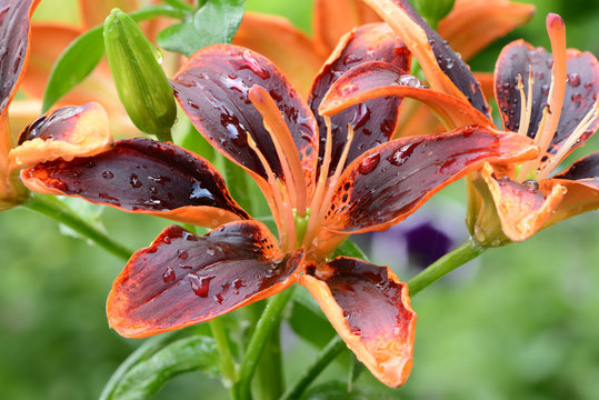 PrachtLilie Bilder Durchsuchen 925 Archivfotos, und