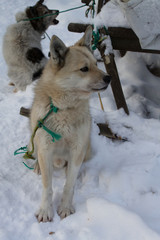 два охранника