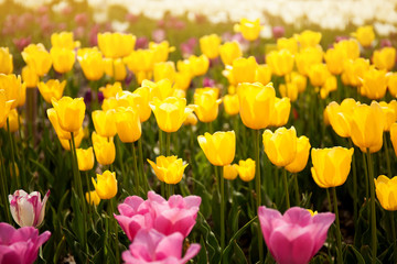Tulips grow in  garden. Background of flowers