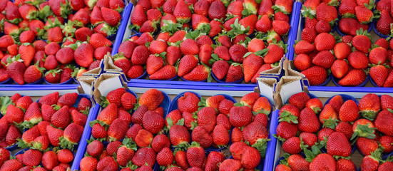 large red ripe strawberries in the box at the greengrocer