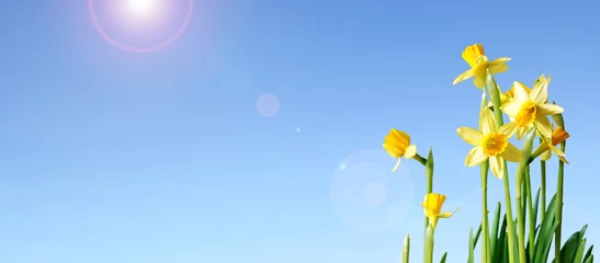Foto op Plexiglas Narcis narcissen en blauwe luchtbanner met kopieerruimte