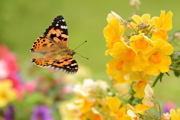 Schmetterling 264