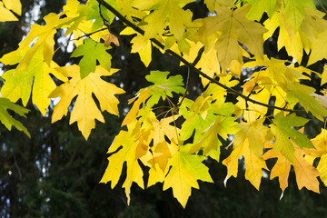 Autumn Oak leaves at Icicl river, Leavenworth, WA, USA