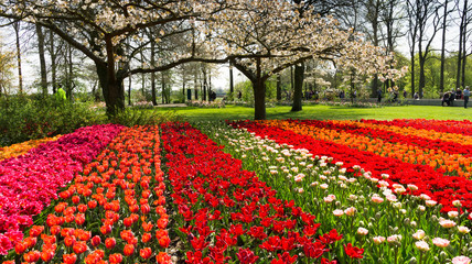 Tulips in Dutch public Spring flower Garden Keukenhof Lisse, Zuid Holland, NLD