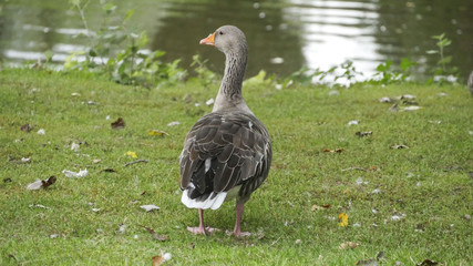 Duck by the Pond