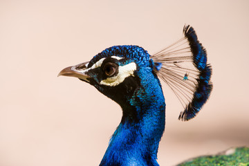 Peacock At campground Marrakech, Morocco