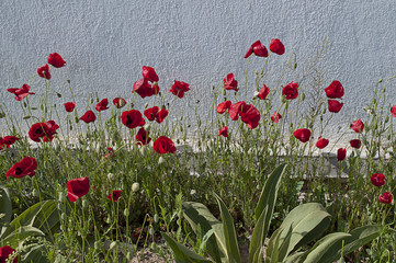 poppy flowers in a field